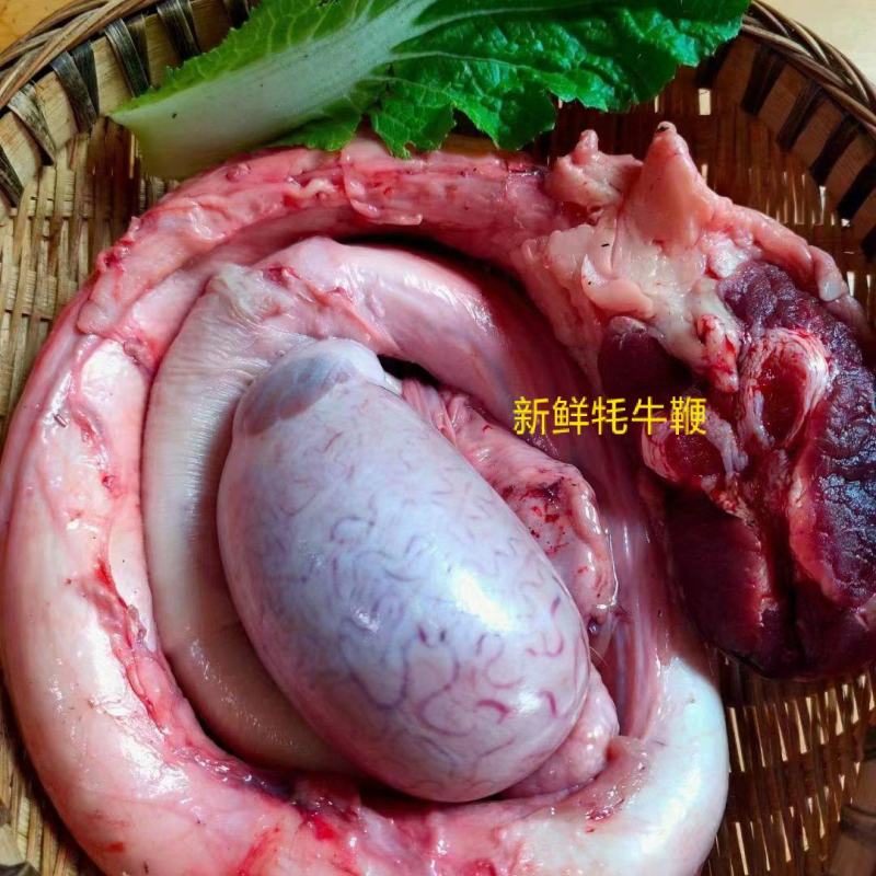 川西高原野生藏药材