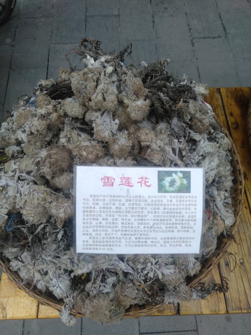 川西高原野生藏药材