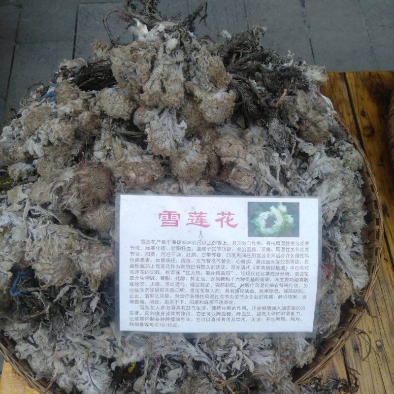 川西高原野生藏药材