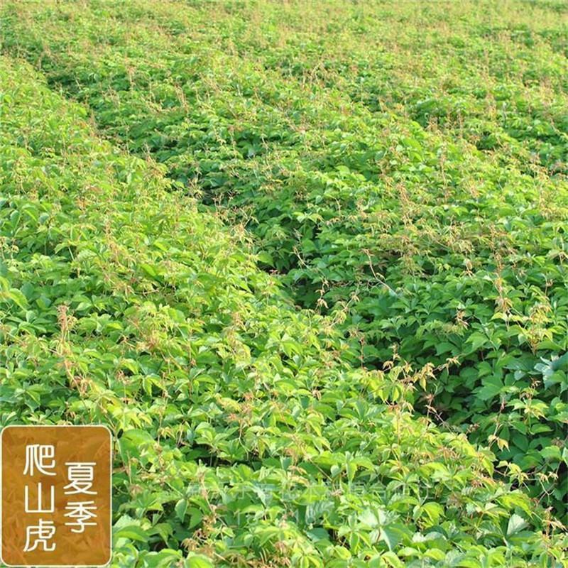 攀援爬墙植物五叶三叶地锦苗爬山虎苗爬藤红叶爬墙虎花卉庭院