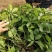 攀援爬墙植物五叶三叶地锦苗爬山虎苗爬藤红叶爬墙虎花卉庭院
