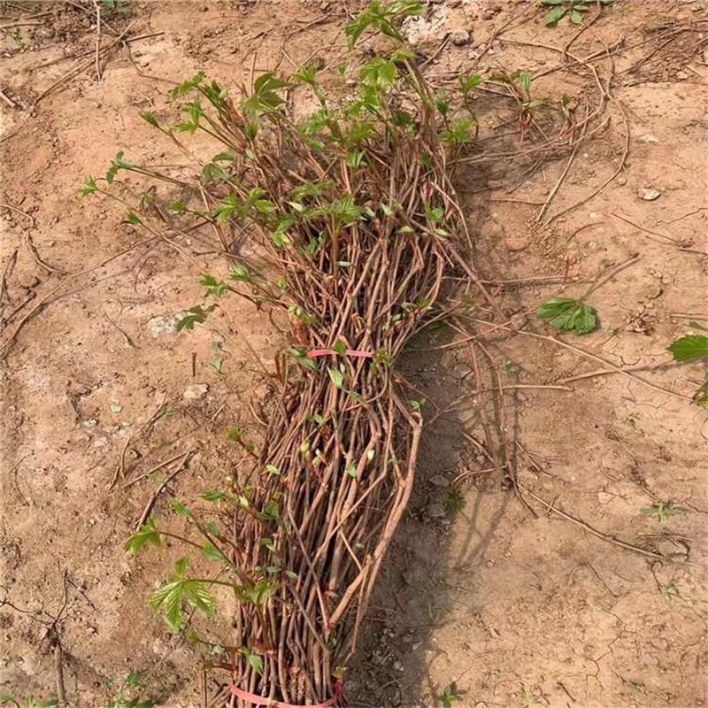攀援爬墙植物五叶三叶地锦苗爬山虎苗爬藤红叶爬墙虎花卉庭院