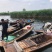 芦苇苗白洋淀野生芦苇产地直发无中间商包种包活