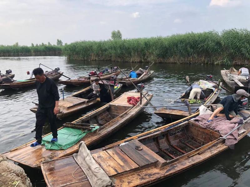 芦苇苗白洋淀野生芦苇产地直发无中间商包种包活