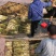 芦苇苗白洋淀野生芦苇产地直发无中间商包种包活
