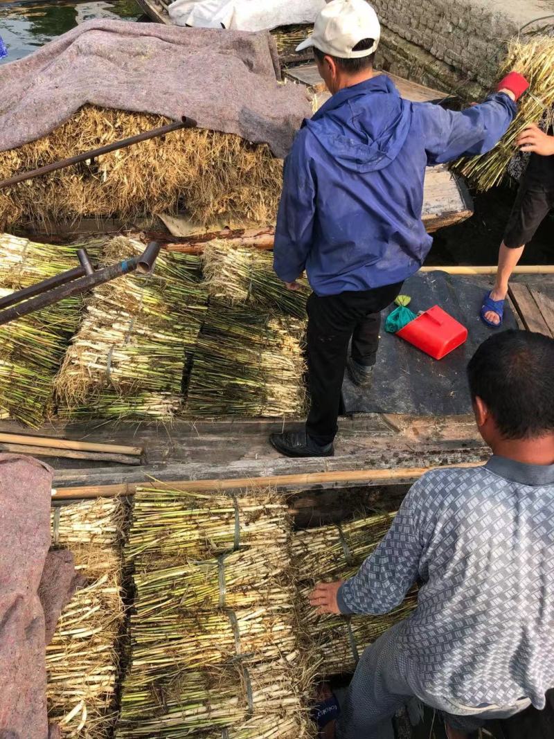 芦苇苗白洋淀野生芦苇产地直发无中间商包种包活