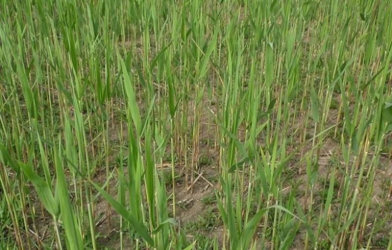 芦苇苗白洋淀野生芦苇产地直发无中间商包种包活