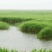 芦苇苗白洋淀野生芦苇产地直发无中间商包种包活