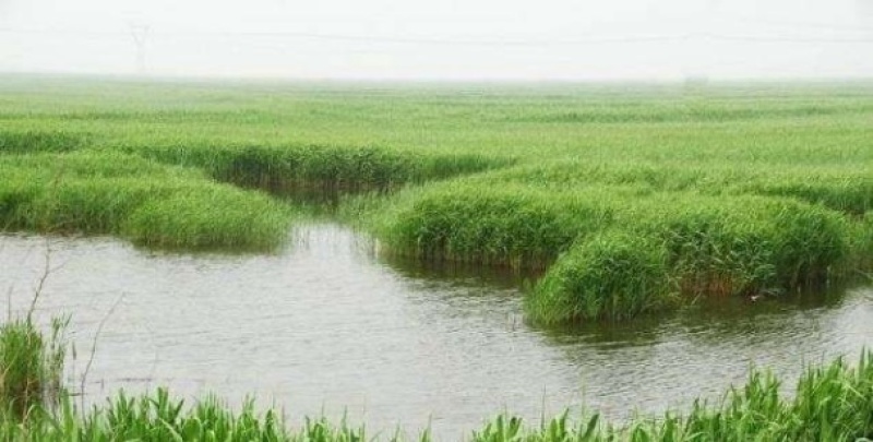 芦苇苗白洋淀野生芦苇产地直发无中间商包种包活