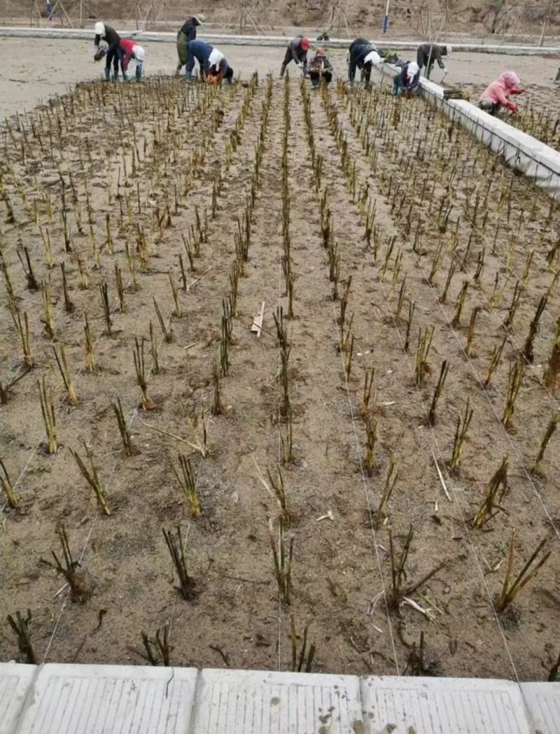 芦苇苗白洋淀野生芦苇产地直发无中间商包种包活