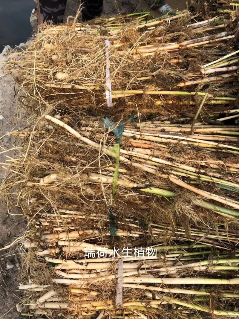 芦苇苗白洋淀野生芦苇产地直发无中间商包种包活