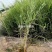 芦苇野生芦苇苗盆栽矮生芦苇白根多须成活率极高