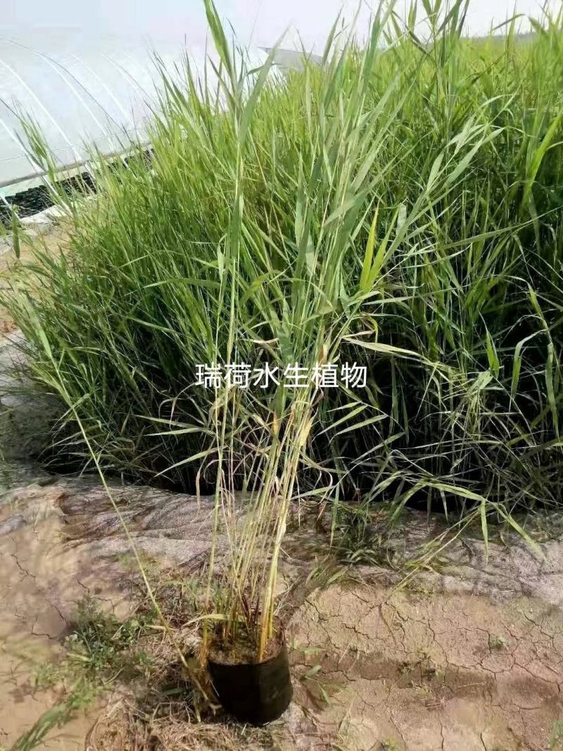 芦苇野生芦苇苗盆栽矮生芦苇白根多须成活率极高