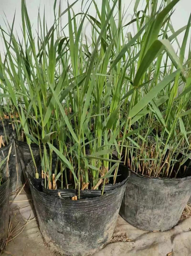 芦苇野生芦苇苗盆栽矮生芦苇白根多须成活率极高