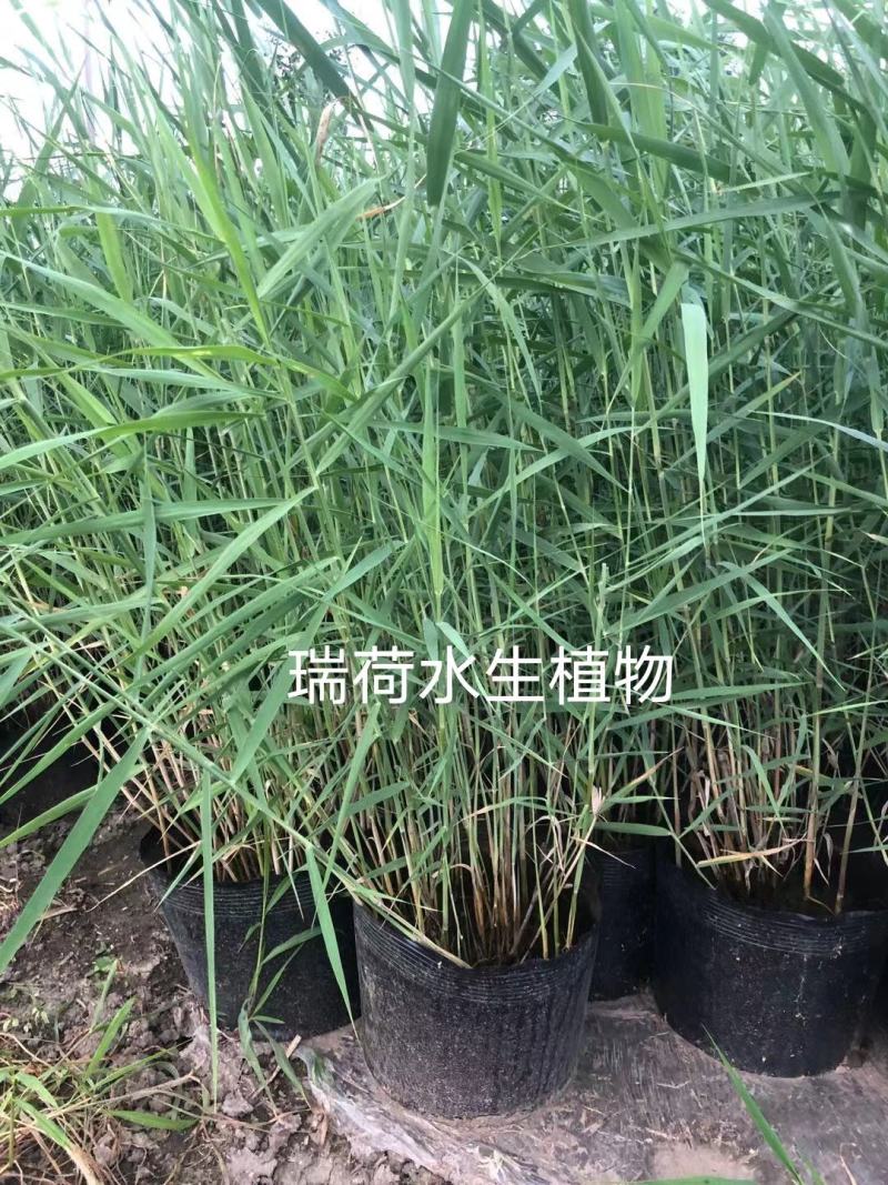 芦苇野生芦苇苗盆栽矮生芦苇白根多须成活率极高