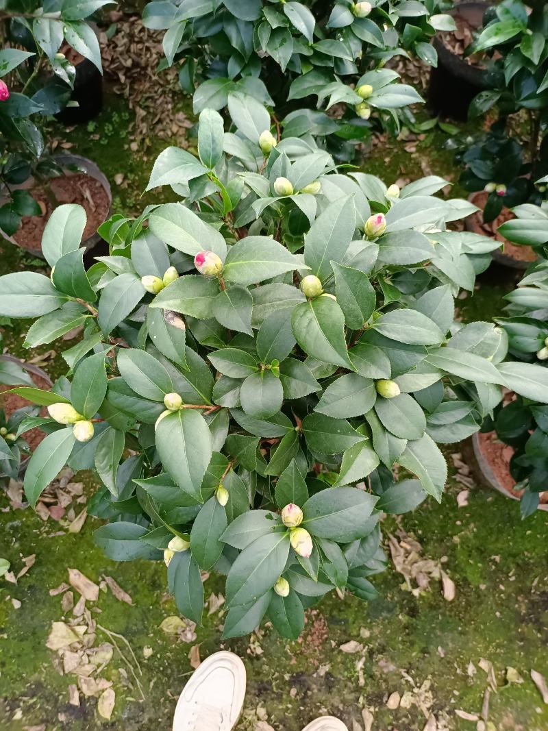 福建省龙岩市茶花种植批发基地5v.:/@抖音小助手