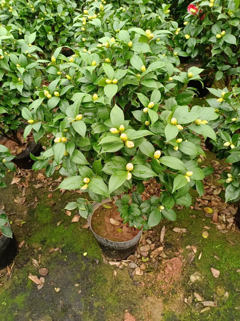 福建省龙岩市茶花种植批发基地5v.:/@抖音小助手