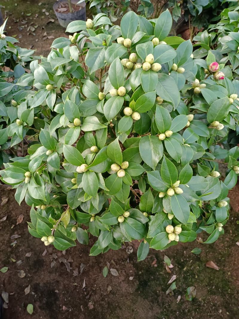 福建省龙岩市茶花种植批发基地5v.:/@抖音小助手