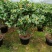 福建省龙岩市茶花种植批发基地5v.:/@抖音小助手