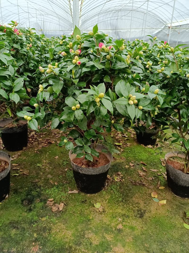 福建省龙岩市茶花种植批发基地5v.:/@抖音小助手