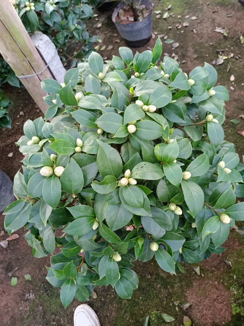 福建省龙岩市茶花种植批发基地5v.:/@抖音小助手