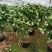 福建省龙岩市茶花种植批发基地5v.:/@抖音小助手