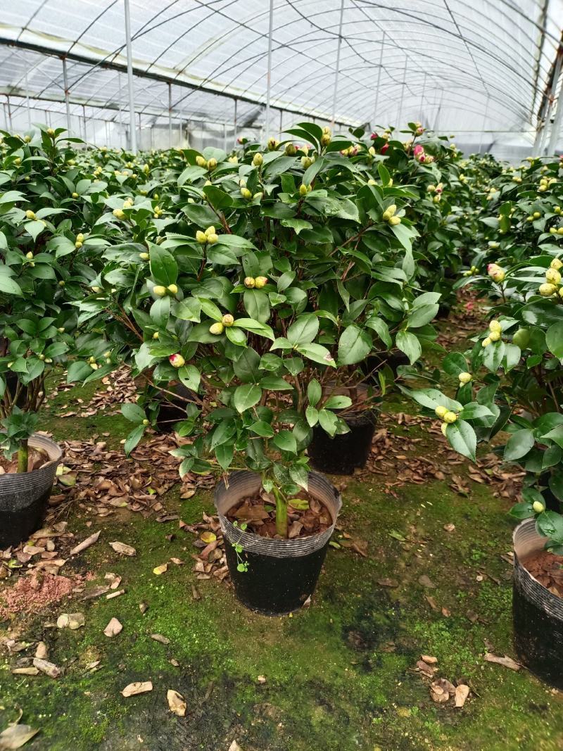 福建省龙岩市茶花种植批发基地5v.:/@抖音小助手