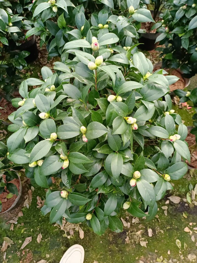 福建省龙岩市茶花种植批发基地5v.:/@抖音小助手