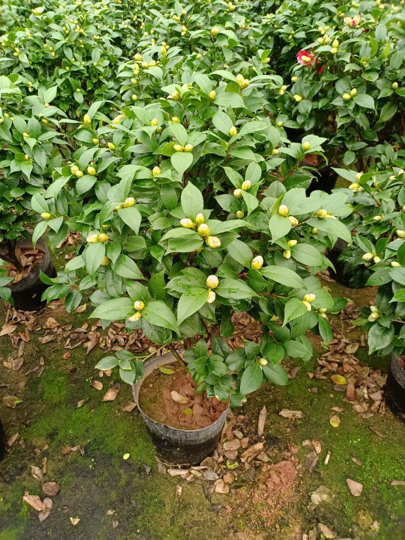 福建省龙岩市茶花种植批发基地5v.:/@抖音小助手