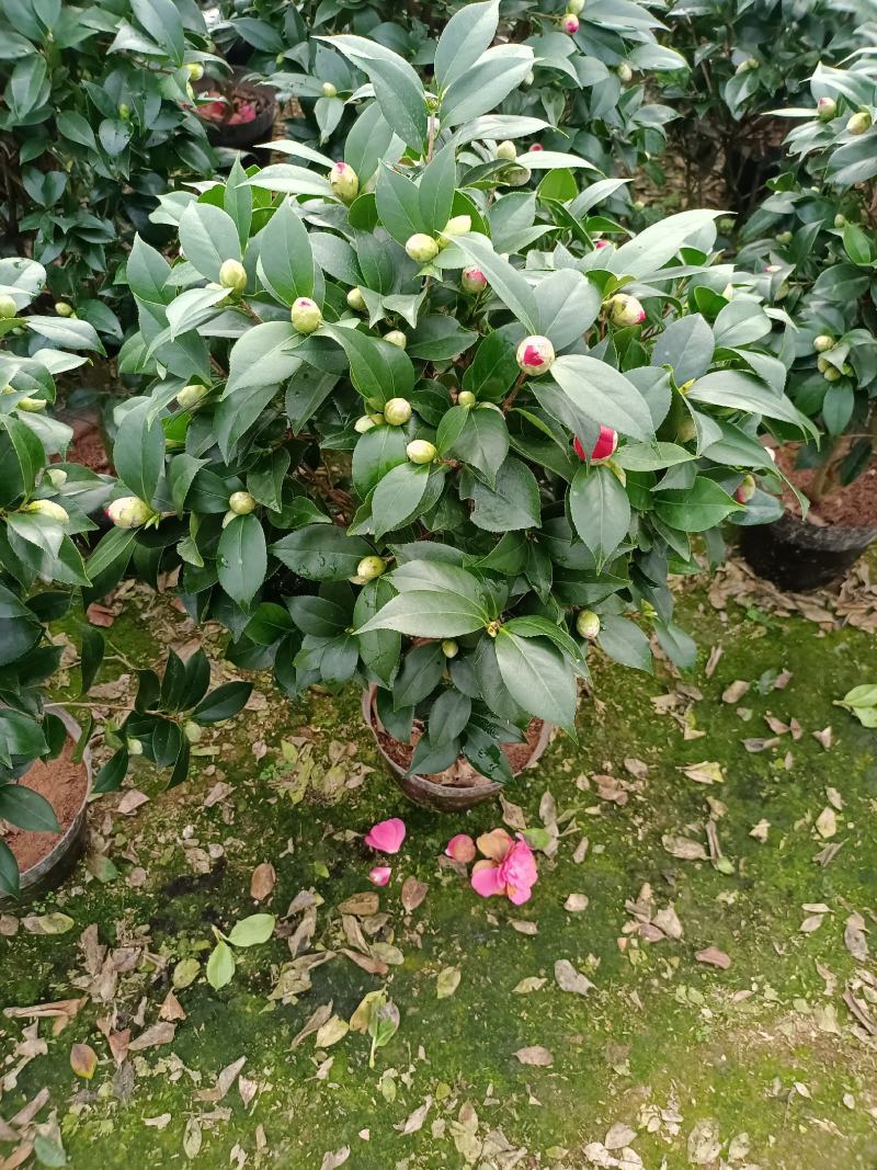 福建省龙岩市茶花种植批发基地5v.:/@抖音小助手