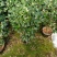 福建省龙岩市茶花种植批发基地5v.:/@抖音小助手
