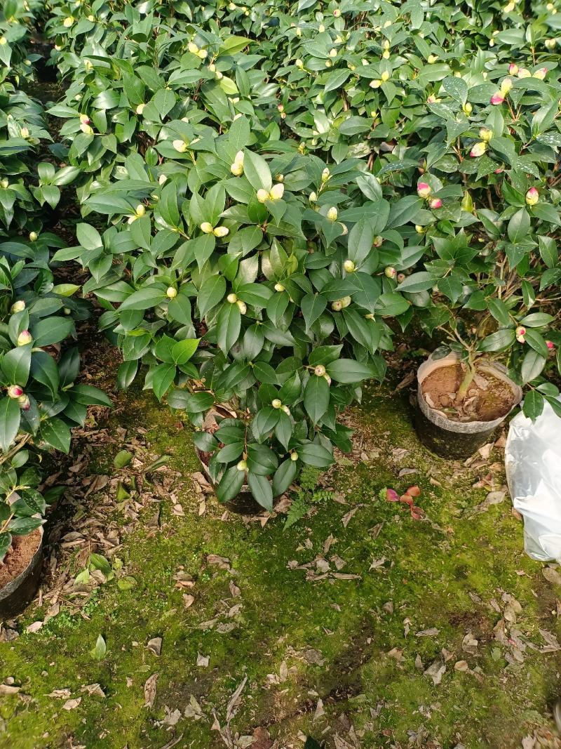 福建省龙岩市茶花种植批发基地5v.:/@抖音小助手