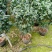福建省龙岩市茶花种植批发基地5v.:/@抖音小助手