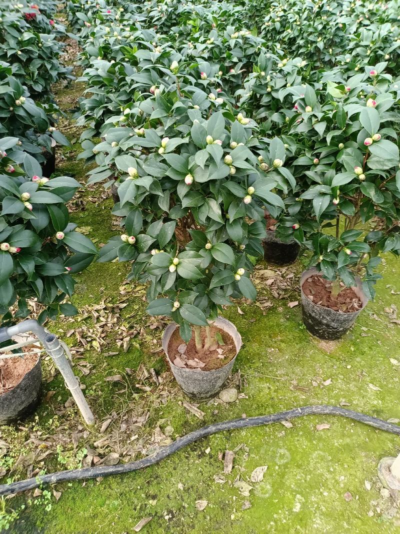 福建省龙岩市茶花种植批发基地5v.:/@抖音小助手