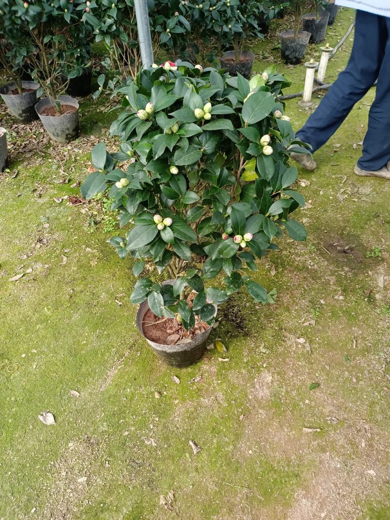 福建省龙岩市茶花种植批发基地5v.:/@抖音小助手