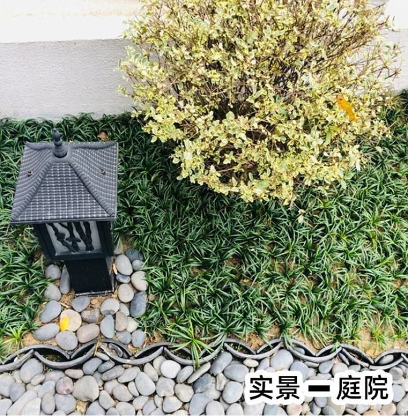矮麦冬草庭院绿化正宗玉龙草书带矮生麦冬草四季青植物