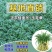 矮麦冬草庭院绿化正宗玉龙草书带矮生麦冬草四季青植物