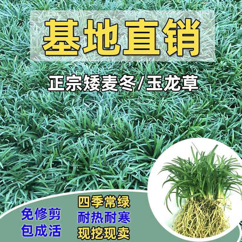 矮麦冬草庭院绿化正宗玉龙草书带矮生麦冬草四季青植物