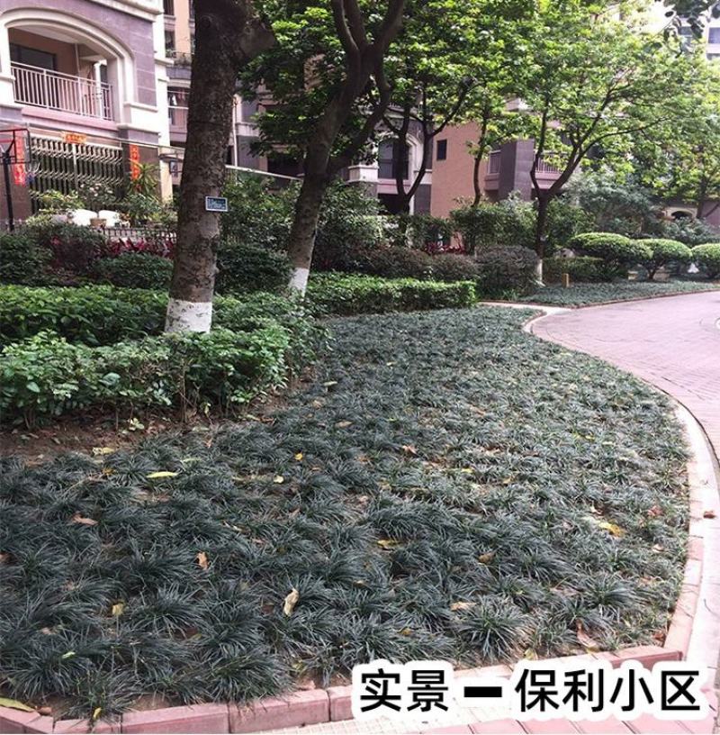 矮麦冬草庭院绿化正宗玉龙草书带矮生麦冬草四季青植物