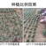矮麦冬草庭院绿化正宗玉龙草书带矮生麦冬草四季青植物