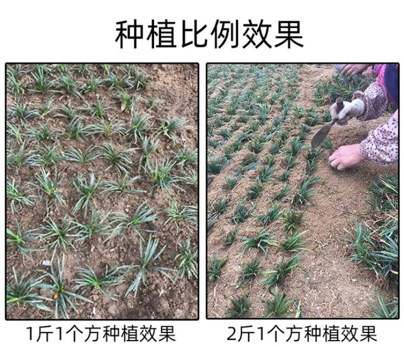 矮麦冬草庭院绿化正宗玉龙草书带矮生麦冬草四季青植物