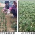 矮麦冬草庭院绿化正宗玉龙草书带矮生麦冬草四季青植物
