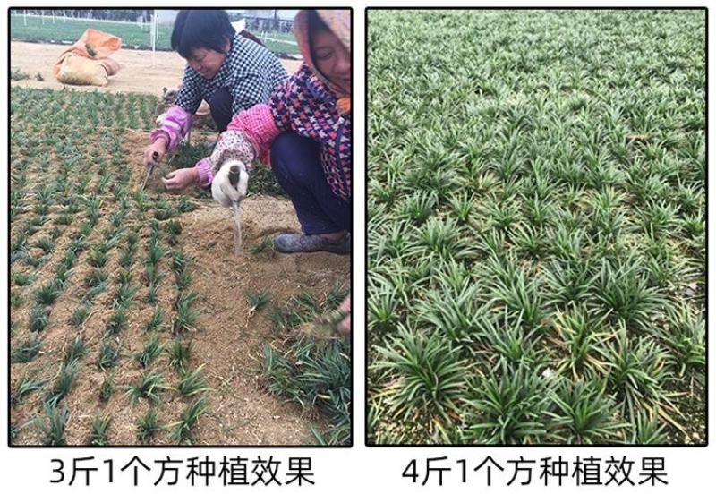 矮麦冬草庭院绿化正宗玉龙草书带矮生麦冬草四季青植物