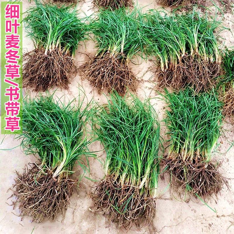 矮麦冬草庭院绿化正宗玉龙草书带矮生麦冬草四季青植物