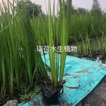 菖蒲菖蒲苗基地直发无中间商瑞荷水生植物