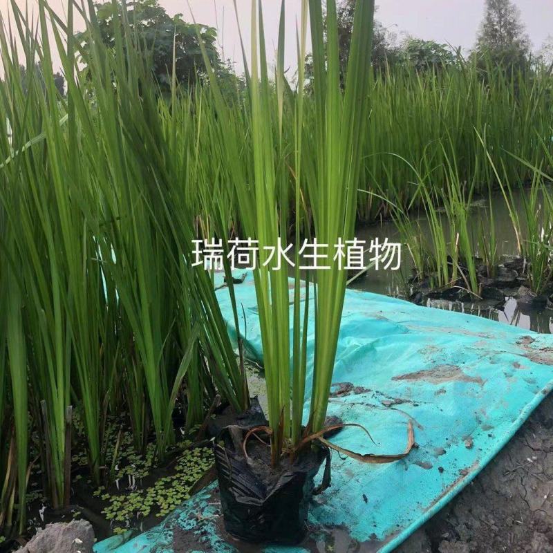 菖蒲菖蒲苗基地直发无中间商瑞荷水生植物