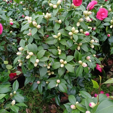 福建省龙岩市茶花种植批发基地5v.:/@抖音小助手