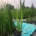 菖蒲菖蒲苗基地直发无中间商瑞荷水生植物