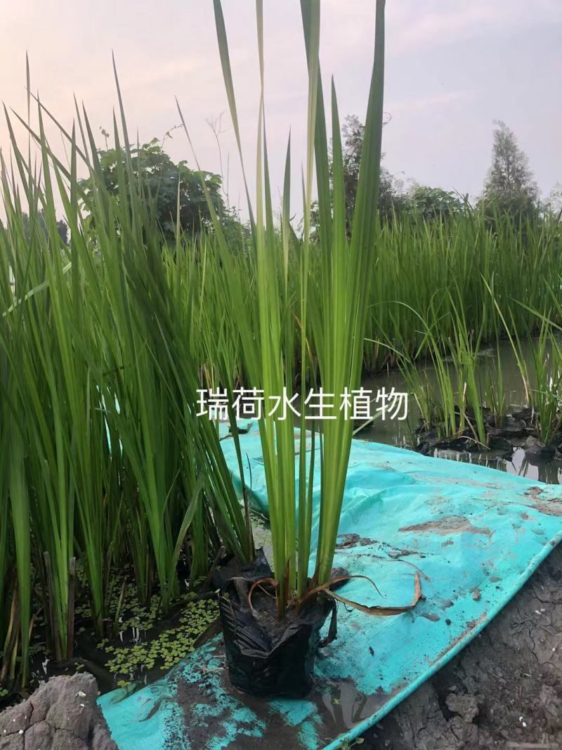 菖蒲菖蒲苗基地直发无中间商瑞荷水生植物