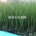 菖蒲菖蒲苗基地直发无中间商瑞荷水生植物
